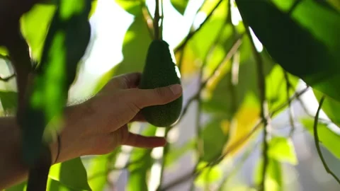 Gathering from the avocado tree Stock Footage 172258516