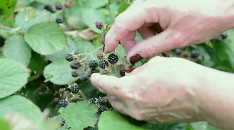 Gathering backberries Video stock 55080456