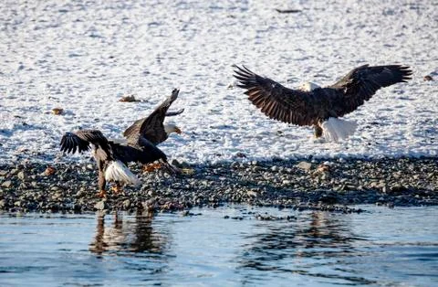 Gathering of Bald Eagles Stock Photos