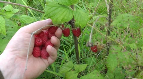 Gathering of a berry of a raspberry for jam in the day off Stock-Footage 8562257