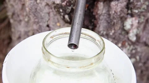 Gathering birch sap dripping from birch tree in spring. Stock Footage 151552736