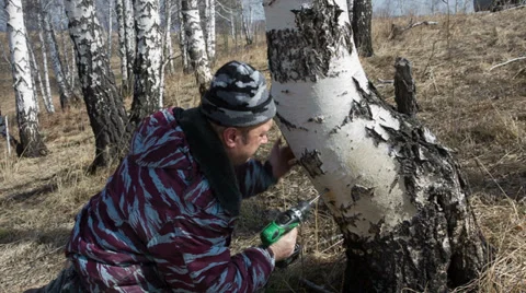 Gathering birch sap Stock Footage 37187188