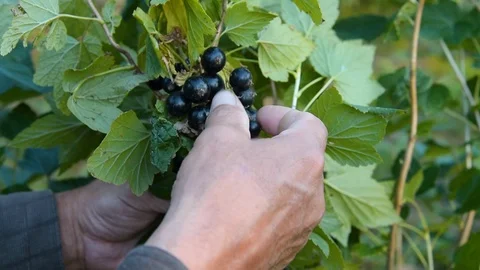Gathering black currant Stock Footage 109481812