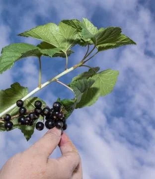Gathering black currant Stock Photos