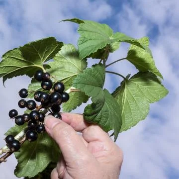 Gathering black currant Stock Photos