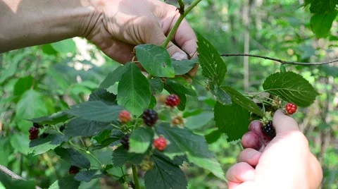 Gathering blackberries in a forest Stock Footage 53268432
