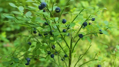 Gathering Blueberries in the Forest Sequence Stock Footage 91254532