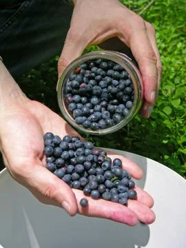 Gathering the blueberries Stock-Fotos