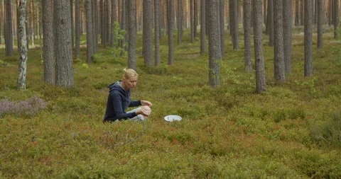 Gathering blueberries in wild pine forest in autumn Stock Footage 120907888