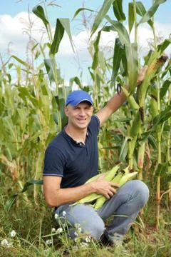 Gathering corn on field Stock Photos