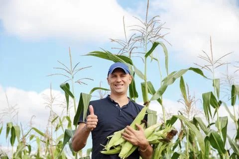 Gathering corn on field Stock Photos