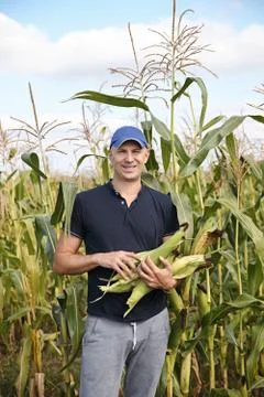 Gathering corn on field Stock Photos