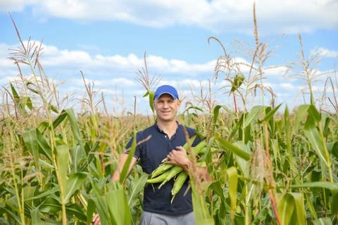 Gathering corn on field Stock Photos