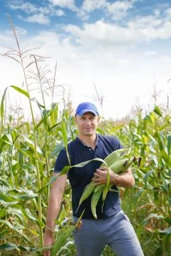 Gathering corn on field Stock Photos