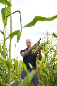 Gathering corn on field Stock Photos