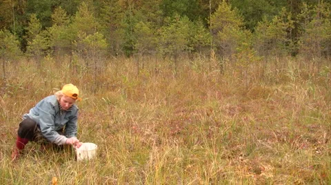 Gathering cranberries Stockbeeldmateriaal 1589167