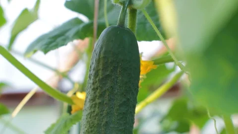 Gathering Cucumbers Stock Footage 91676060