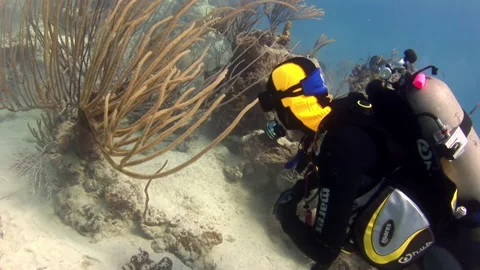 Gathering of divers exploring ocean depths near sea floor. Stock Footage 235001979