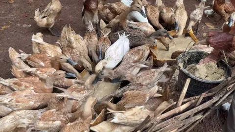 Gathering Ducks at a Small Farm Watering Area Stock Footage 340270692