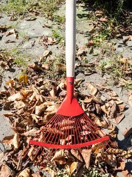 Gathering fallen leaves with leaf rake on backyard Stock Photos