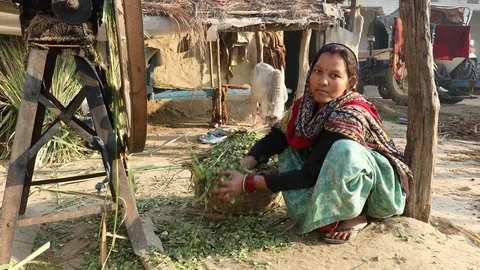 Gathering Fodder for Goats Stock Footage 73423219