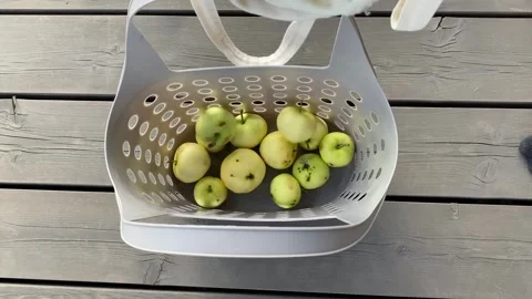 Gathering Fresh Apples into a Basket Vídeo Stock 343864956