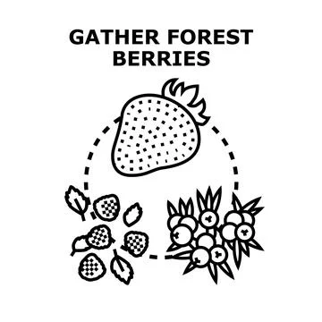 Gathering fresh forest berries vector concept Stock Illustration