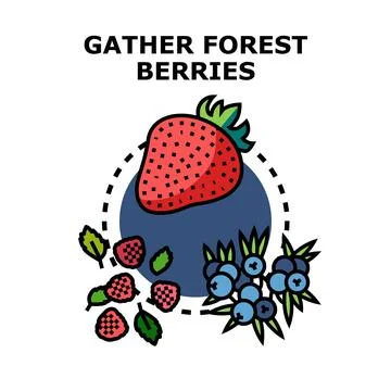 Gathering fresh forest berries vector concept Stock Illustration