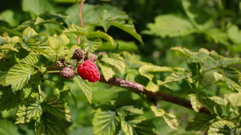Gathering fresh raspberry Stock-Footage 24950093