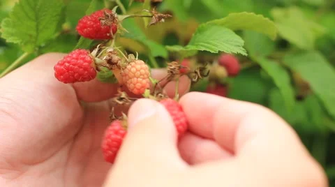 Gathering fresh raspberry Stock Footage 43214060