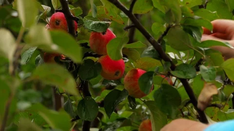 Gathering of garden apples Stock Footage 94569884