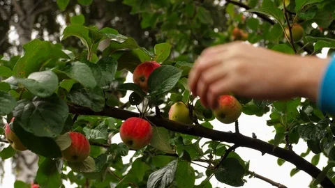 Gathering of garden apples Stock Footage 94679771