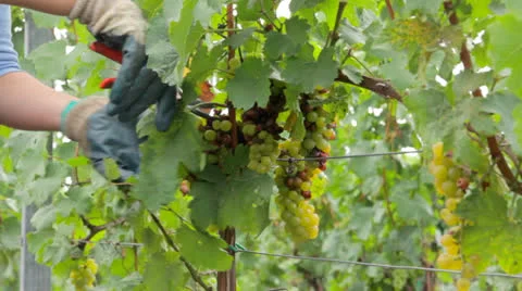 Gathering grapes with scissors Stock Footage 24690985