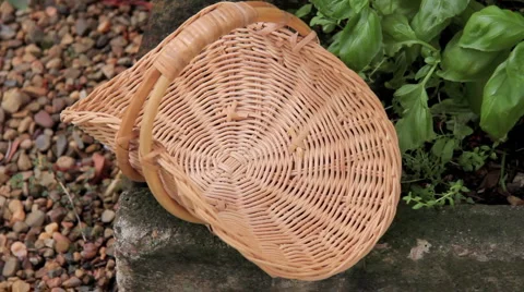 Gathering Herbs 스톡 동영상 1069179