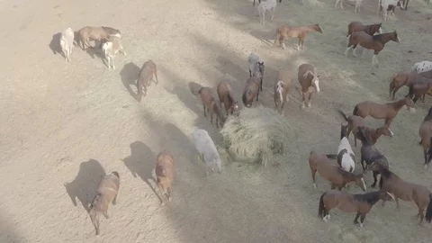 Gathering Of Horses Stock Footage 121990254