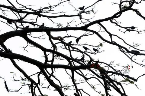 The gathering of large numbers of crows to sleep together at night is calle.. Stock Photos
