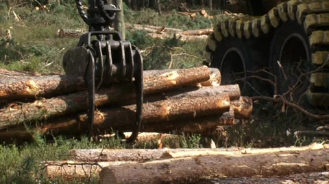 Gathering + loading timber on logging truck - medium shot Stock Footage 33707190