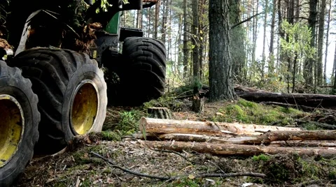 Gathering loading timber on logging truck. The harvester working in a forest. Tr Vídeo Stock 56040525