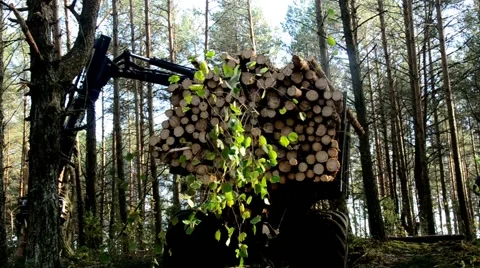 Gathering loading timber on logging truck. The harvester working in a forest. Stock Footage