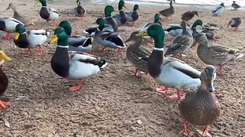 A Gathering of Multiple Mallard Ducks Happily Assembled on the Beautiful Shoreli Vidéo 300033185