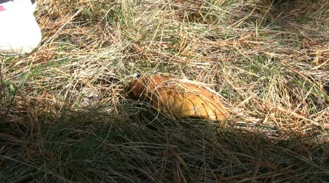 Gathering of mushrooms. Stock Footage 276793