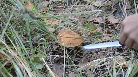 Gathering of mushrooms. Stock Footage 66766455