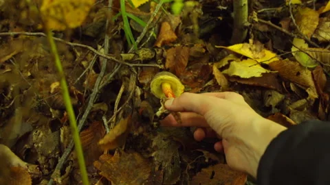 Gathering mushrooms in the forest Stock Footage 149599438