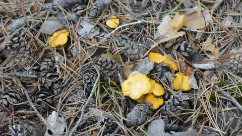 Gathering Mushrooms in the Forest Sequence Stock Footage 95259170