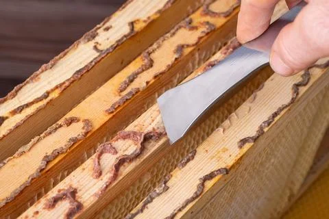 Gathering natural bee produced bee glue out of hives Stock Photos