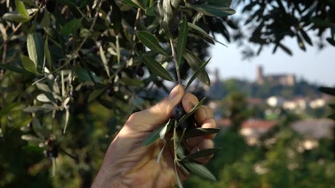 Gathering olives with hands 動画素材 128013636