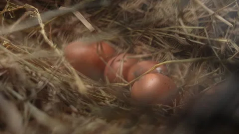 Gathering Organic Chicken Eggs with Straw Foreground Stock Footage 288890923