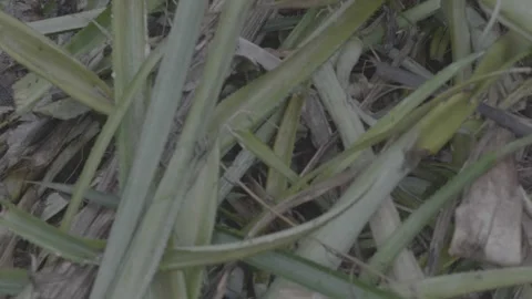 Gathering pineapple leaves 스톡 동영상 167373864