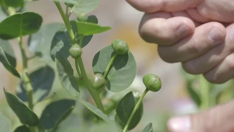 Gathering plant capers Stock Footage 71202111