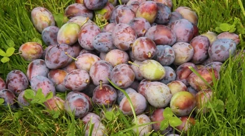 Gathering plums Stock Footage 8577680